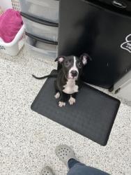 Shelter Stray Male Dog last seen Atlanta, GA 30337, Atlanta, GA 30336