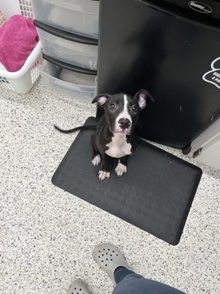 Shelter Stray Male Dog last seen Atlanta, GA 30337, Atlanta, GA 30336