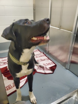 Shelter Stray Male Dog last seen Keller, TX 76248, Keller, TX 76248