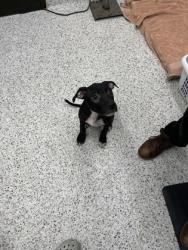 Shelter Stray Male Dog last seen Atlanta, GA 30337, Atlanta, GA 30336
