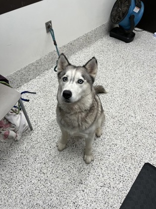 Shelter Stray Female Dog last seen Atlanta, GA 30314, Atlanta, GA 30336