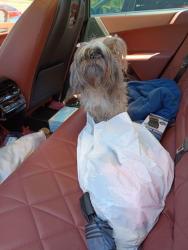 Shelter Stray Male Dog last seen Atlanta, GA 30310, Atlanta, GA 30336