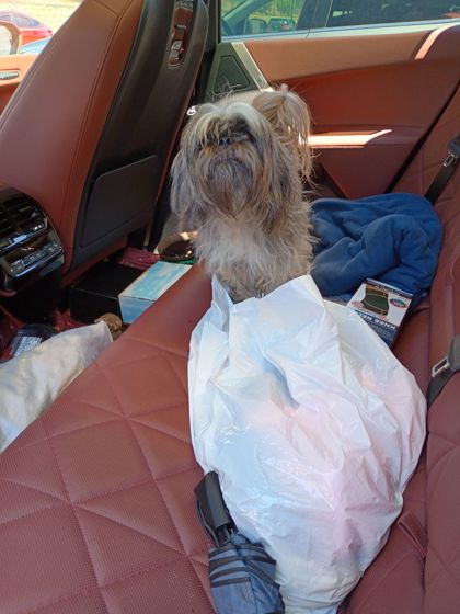 Shelter Stray Male Dog last seen Atlanta, GA 30310, Atlanta, GA 30336