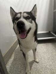 Shelter Stray Male Dog last seen , TX , Converse, TX 78109