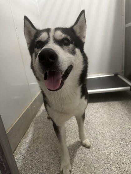 Shelter Stray Male Dog last seen Dutch Bros, Zone 3, TX, 8755 Farm to Market 1516, Converse, TX 78109, USA