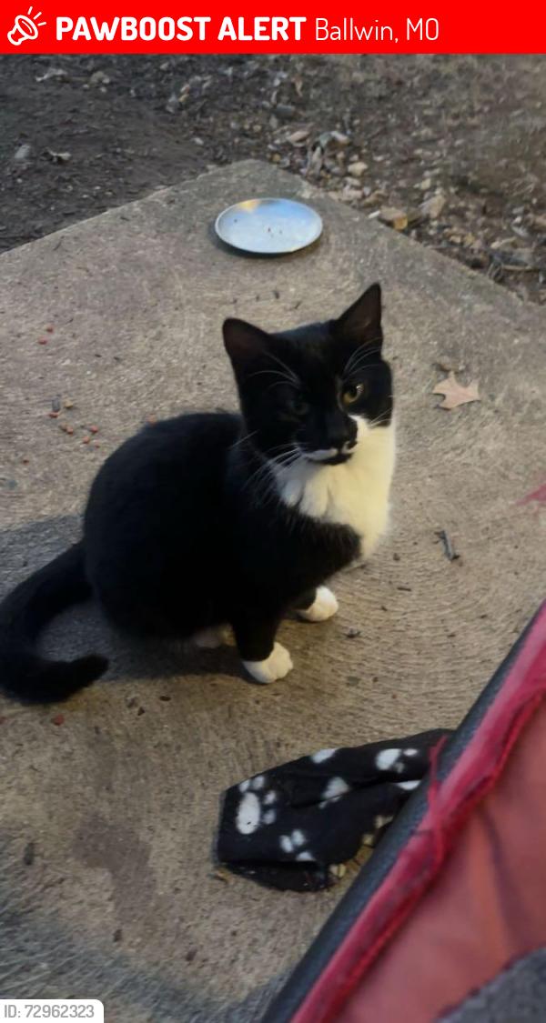 Lost Male Cat last seen The Corner Bar & Grill, Ballwin, MO 63021