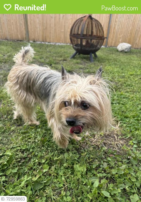Reunited Unknown Dog last seen Curran St. Lynn , Lynn, MA 01902