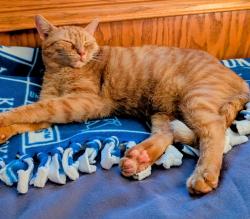 Reunited Female Cat last seen Mt. Zion and Russwill Lane , Union, KY 41091