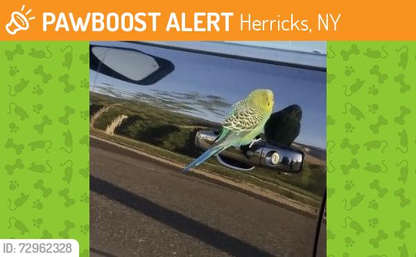 Found/Stray Unknown Bird last seen Prince St, Herricks, NY 11596