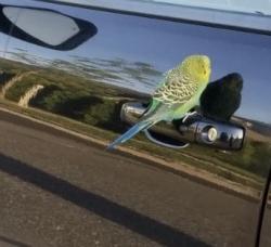Found/Stray Unknown Bird last seen Prince St, Herricks, NY 11596