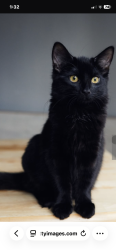 Lost Female Cat last seen Elizabeth st Snd Farlin Av trailer park, Green Bay, WI 54302
