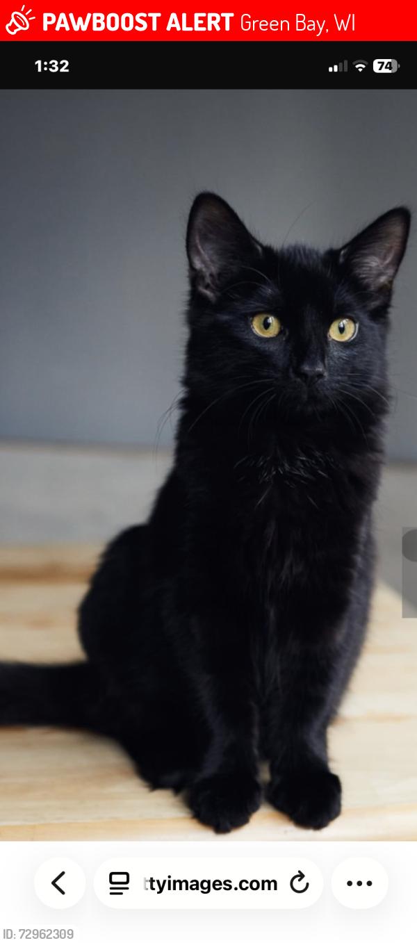Lost Female Cat last seen Elizabeth st Snd Farlin Av trailer park, Green Bay, WI 54302