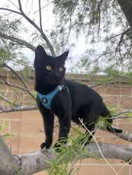 Lost Male Cat last seen Grecian and Calle diez, Albuquerque, NM 87107