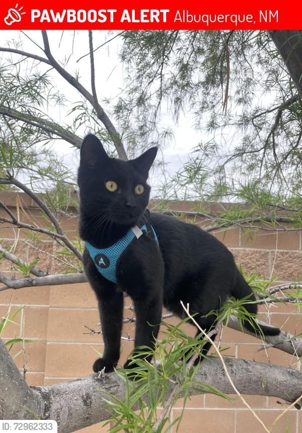 Lost Male Cat last seen Grecian and Calle diez, Albuquerque, NM 87107