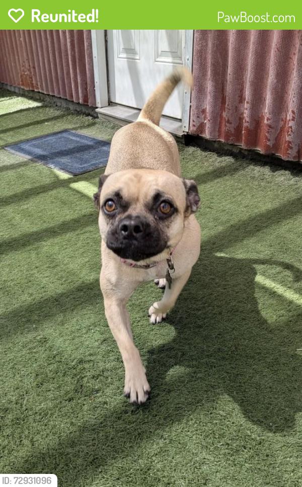 Reunited Female Dog last seen Greenleaf and willowbrook, Compton, CA 90220