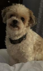 Lost Male Dog last seen Shiloh Baptist Church , Saraland, AL 36571