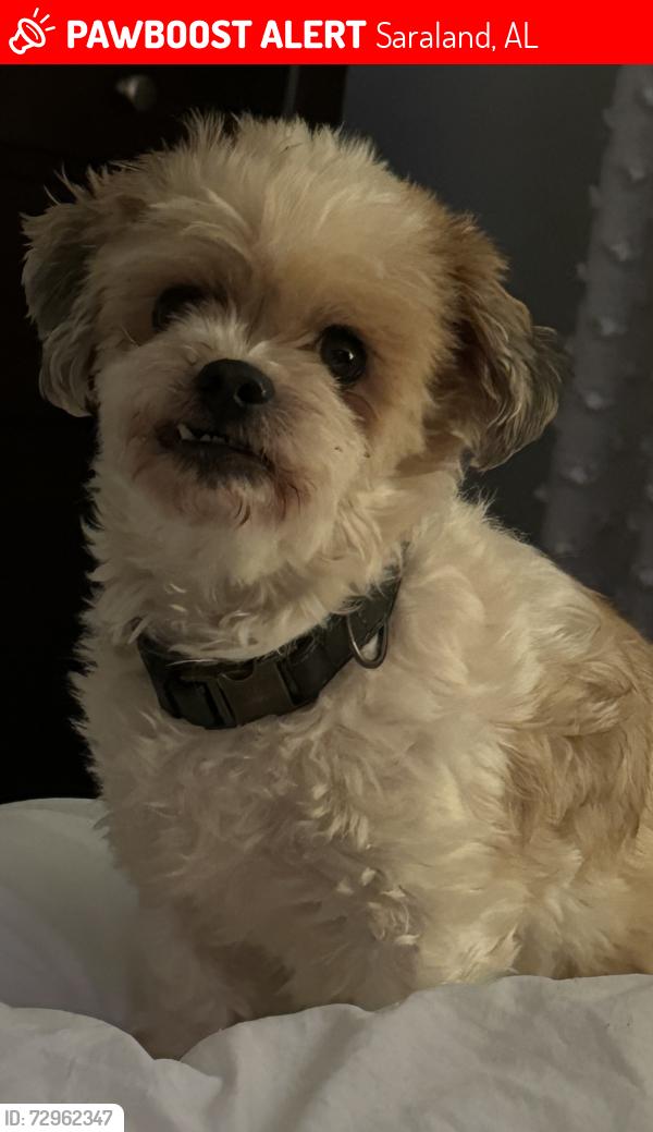 Lost Male Dog last seen Shiloh Baptist Church , Saraland, AL 36571
