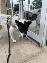 Found/Stray Male Dog last seen Doe Lane / Wild Eagle, Hillsboro, TX 76645