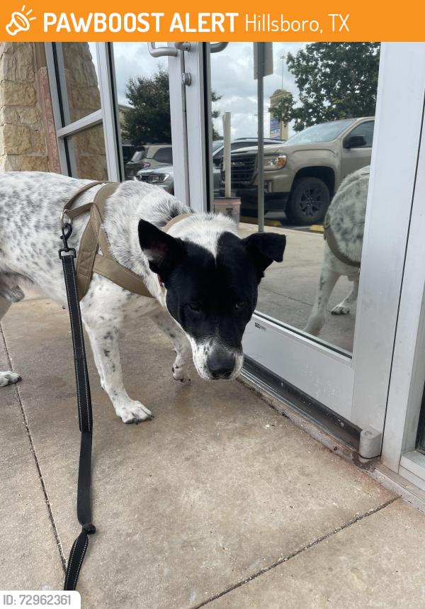 Found/Stray Male Dog last seen Doe Lane / Wild Eagle, Hillsboro, TX 76645