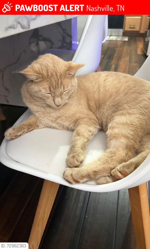 Lost Male Cat last seen Woodlands Avenue 37211, Nashville, TN 37211