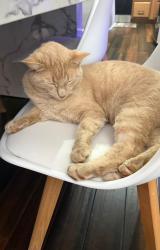 Lost Male Cat last seen Woodlands Avenue 37211, Nashville, TN 37211