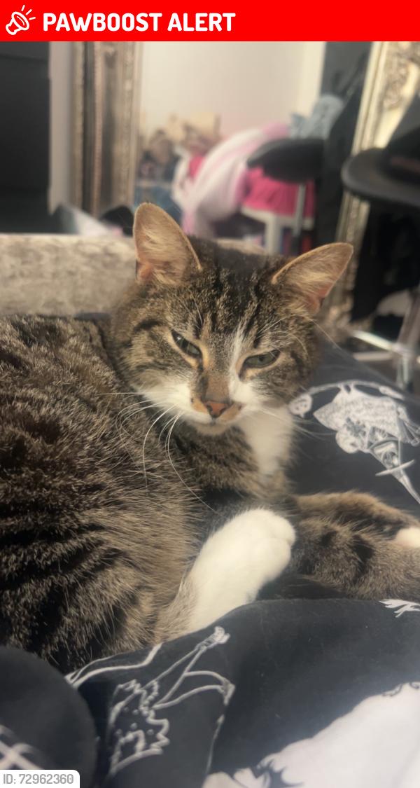 Lost Female Cat last seen Manor street , Belfast, Northern Ireland BT14 6EN