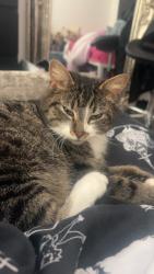 Lost Female Cat last seen Manor street , Belfast, Northern Ireland BT14 6EN