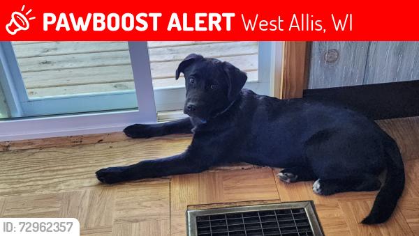 Lost Female Dog last seen Beloit and S 76th St West Allis, WI , West Allis, WI 53219