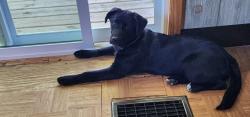 Lost Female Dog last seen Beloit and S 76th St West Allis, WI , West Allis, WI 53219