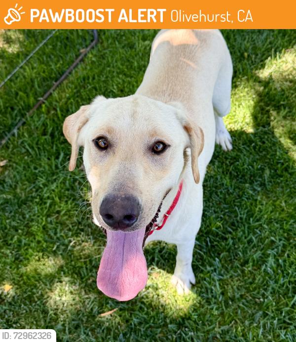 Found/Stray Female Dog last seen Ardmore and Beverly Avenue, Olivehurst, CA, Olivehurst, CA 95961