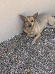 Reunited Unknown Dog last seen Hole 5 tee box at San Marcos gold course, Chandler, AZ 85225