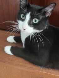 Lost Female Cat last seen W. 246th St. @b Horace Mann school, The Bronx, NY 10471