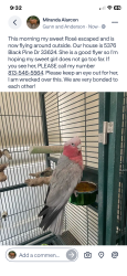 Lost Female Bird last seen Gunn and Anderson road, Tampa, FL 33624