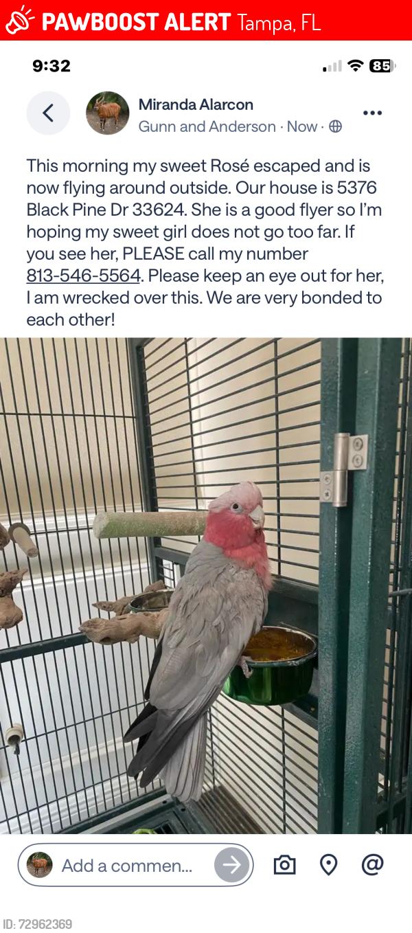 Lost Female Bird last seen Gunn and Anderson road, Tampa, FL 33624