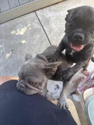 Found/Stray Female Dog last seen William moss blvd , Stockton, CA 95206