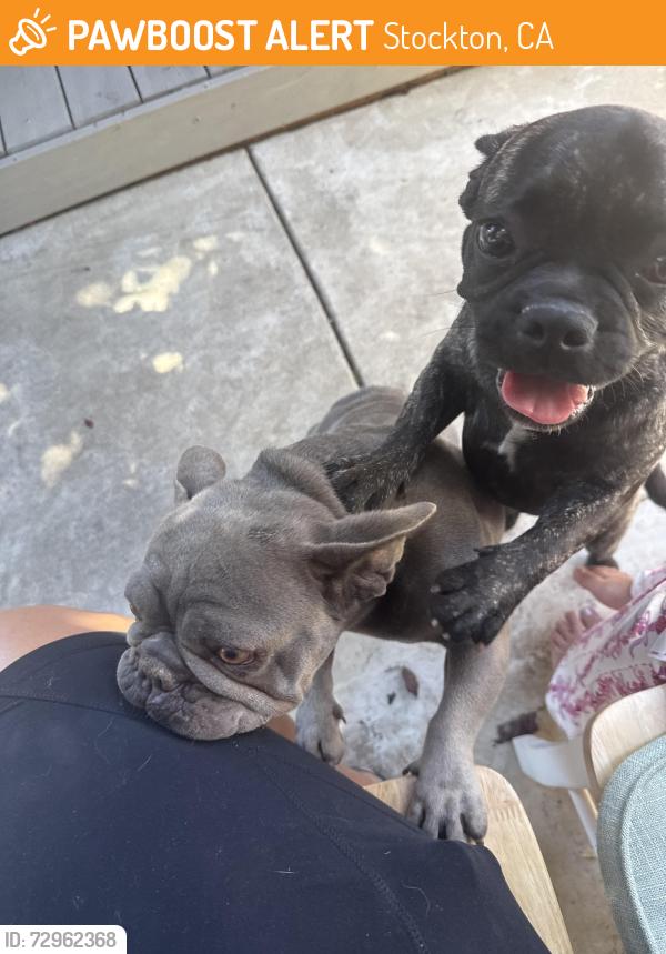Found/Stray Female Dog last seen William moss blvd , Stockton, CA 95206
