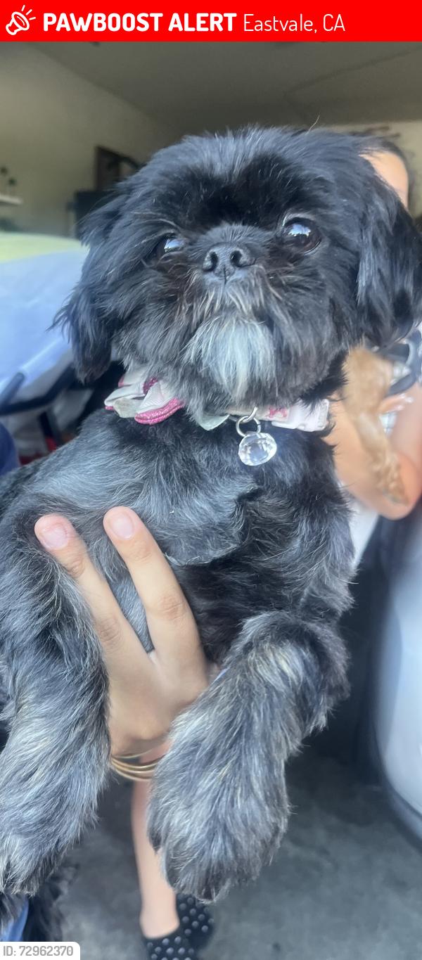 Lost Female Dog last seen Hamner Ave, Eastvale, CA 91752