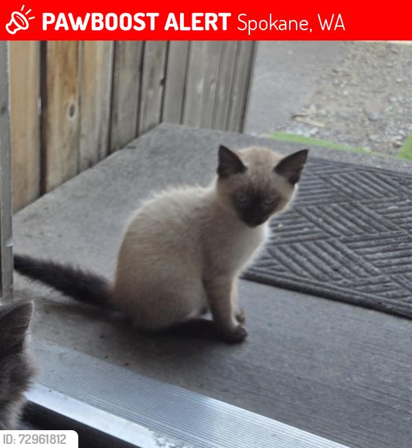 Lost Male Cat last seen Near north wiscomb street spokane, washington, Spokane, WA 99208