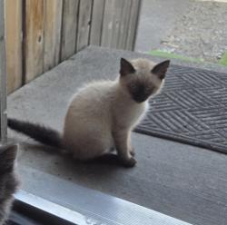 Lost Male Cat last seen Near north wiscomb street spokane, washington, Spokane, WA 99208