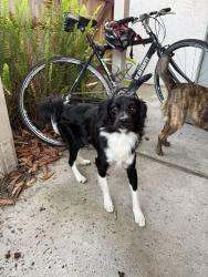 Found/Stray Male Dog last seen Doyle park, San Diego, CA 92093