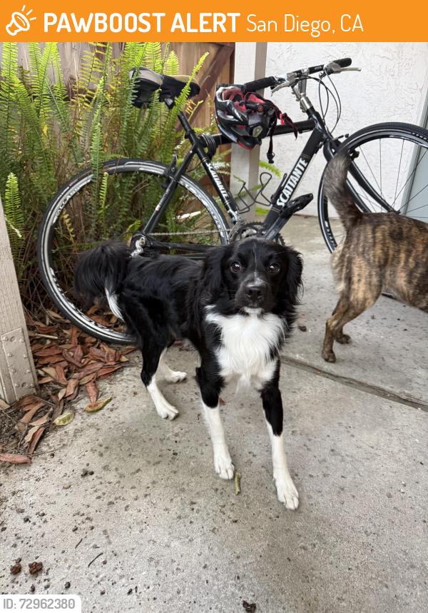 Found/Stray Male Dog last seen Doyle park, San Diego, CA 92093