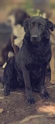 Lost Female Dog last seen Near state highway 28, Eucha, OK 74342