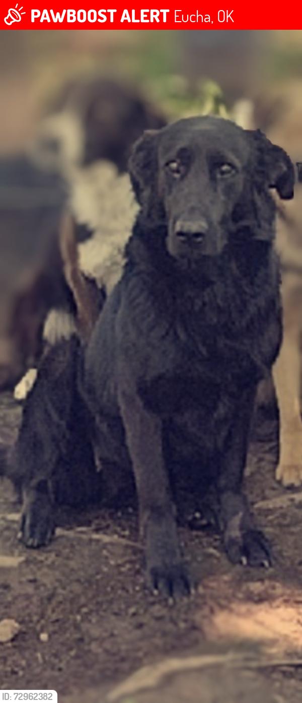 Lost Female Dog last seen Near state highway 28, Eucha, OK 74342