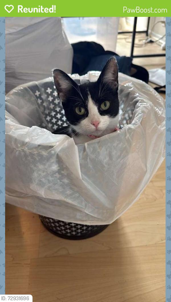 Reunited Female Cat last seen Beachmont and Oyster, Ventura, CA 93001