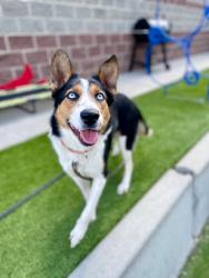 Shelter Stray Female Dog last seen S, SALT LAKE CITY, UT, 84104, Taylorsville, UT 84123
