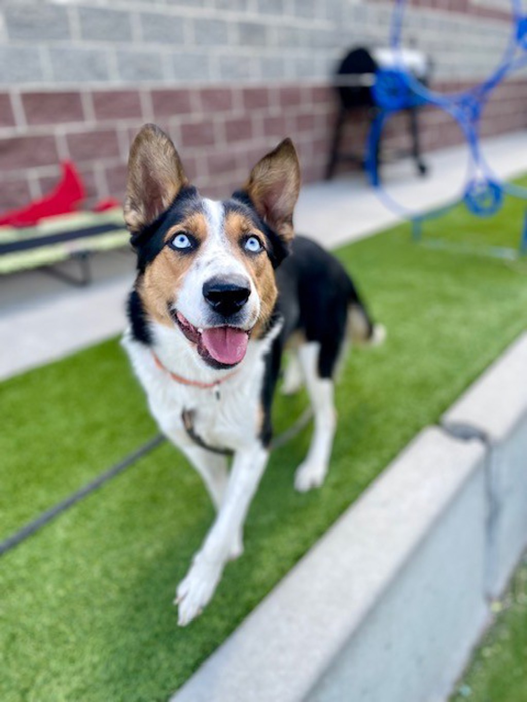 Shelter Stray Female Dog last seen S, SALT LAKE CITY, UT, 84104, 511 W 3900 S, Salt Lake City, UT 84123, USA