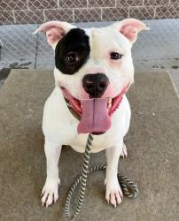 Shelter Stray Male Dog last seen Near S Gladiola Street, SALT LAKE CITY, UT, 84104, Taylorsville, UT 84123
