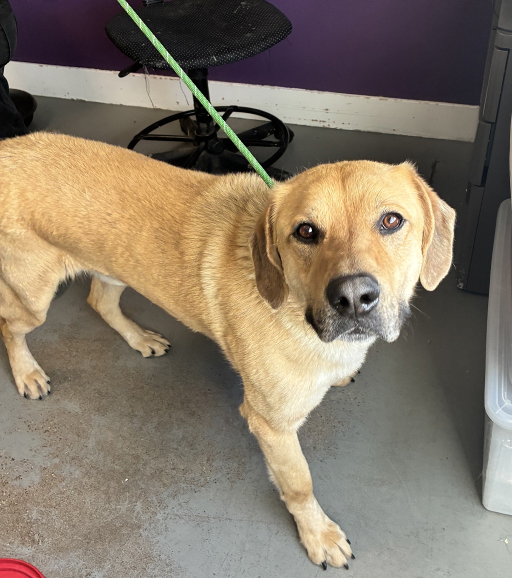 Shelter Stray Male Dog last seen Near S Commerce Drive, MURRAY CITY, UT, 84107, 511 W 3900 S, Salt Lake City, UT 84123, USA