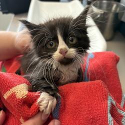 Shelter Stray Female Cat last seen Near E Del Rio Street, SALT LAKE CITY, UT, 84117, Taylorsville, UT 84123