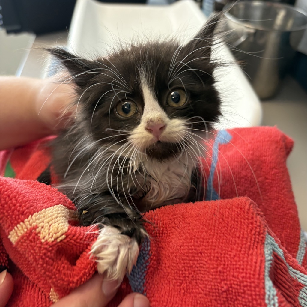 Shelter Stray Female Cat last seen Near E Del Rio Street, SALT LAKE CITY, UT, 84117, Taylorsville, UT 84123